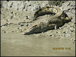 Croc Named Blondie