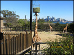 Taronga Zoo,  Ubiquitous Opera House Photobombing