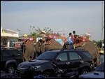 elephants in the street