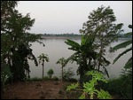 Banana trees on the Mekong River