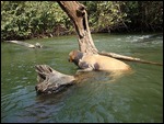 taking a rest on a log