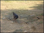 Momma and her peeps