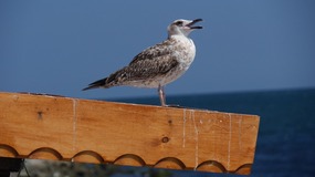 Nessebar - Oiseau chanteur