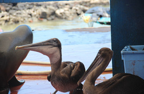 Pelicans