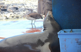 Sea Lion