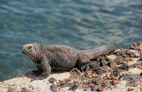 Iguana