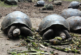 Tortoises at the retirement corral