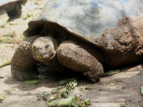 Tortoises