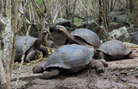 Tortoises