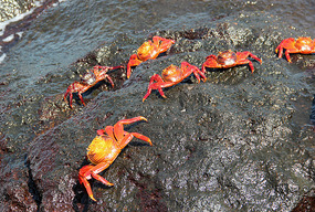 Sally Lightfoot crabs