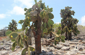Opuntia cactus