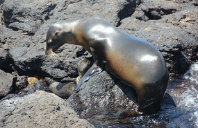 Sea lion on South Plaza