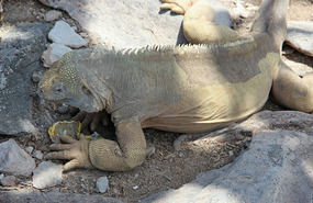 Iguana