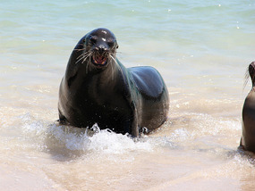 Beachmaster