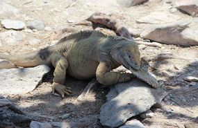 Iguana eating cactus leaf
