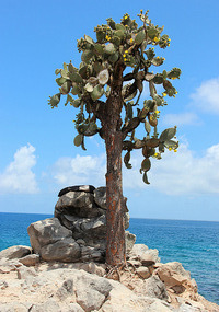 Sea lion on top of rocks at top of island