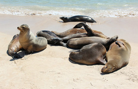 Sea Lions on Santa Fe
