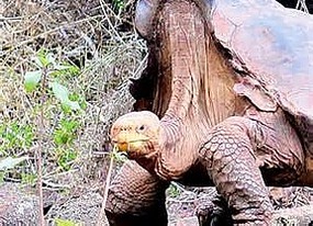 Tortoise from Española