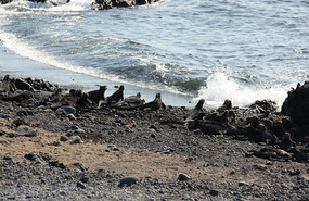 Isla Tintoreras