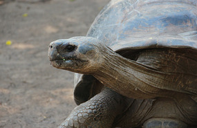 Isabela Island tortoise