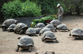 Feeding stampede