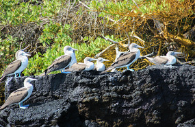 Isabela Island