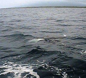 a Manta ray