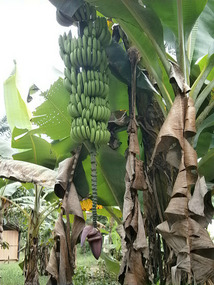 Banana tree