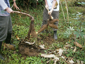 Siona Community