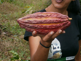Cacao