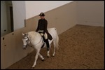 One of the 'Lipizzaner horses being trained