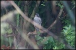 Young Sparrow in the Boundy tree