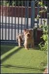 Surely someone will provide a home for this puppy