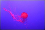 Really pleased with this photo of a jellyfish