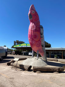 Mr or Mrs Pink & Grey Galah is looking very fresh!