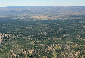 Pine Trees on Wilpena Pound