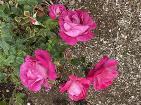Lovely roses at Booleroo Centre railway display