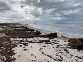 Plenty of seaweed on Arno Bay beach