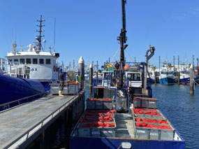 Pilchards on the boat to feed tuna