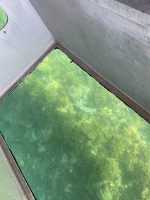 Best I could manage. Spot the cuttlefish!