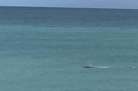 Just one whale in the bay and we got excited!