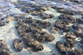 Stomatolites at Hamelin Pool