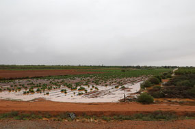 Saturated clay/loam soil after 25 mls of rain