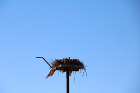 The nesting albatross at the fishing harbour
