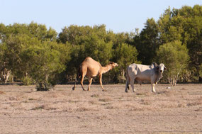 Camel at home with the bulls