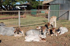 Poddy calves are fed twice a day