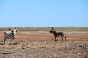 The station donkey