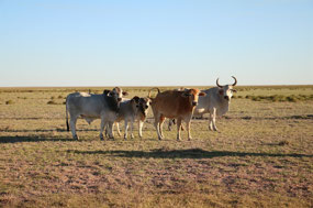 White Brahmans and Red Angus cattle 