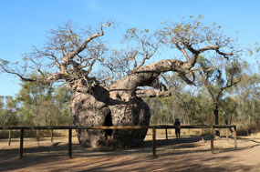 Boab Prison Tree