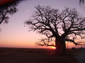 Sunset at the Boab tree in 2011